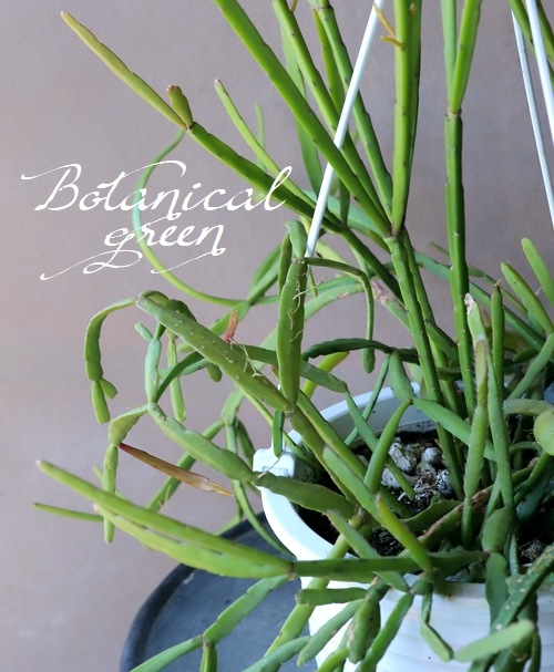 �ڴ��տ�ʪ�ۥ�ץ��ꥹ No.��