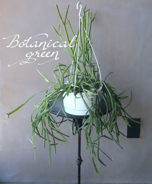 �ڴ��տ�ʪ�ۥ�ץ��ꥹ No.��