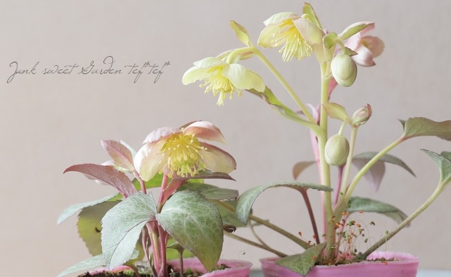 クリスマスローズ種　５粒　加藤農園　シャガール　多弁　セルフ交配 クリスマスローズ種 5粒 加藤農園 シャガール 多弁 セルフ交配