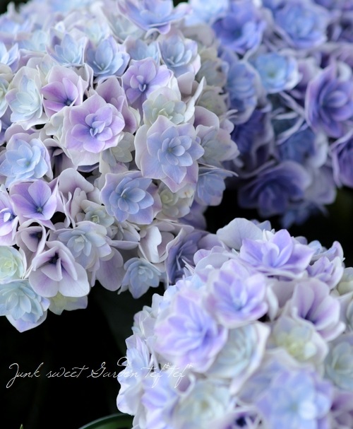 コンパクト星咲き紫陽花 ユーミー・エクスプレス 『プリンセス