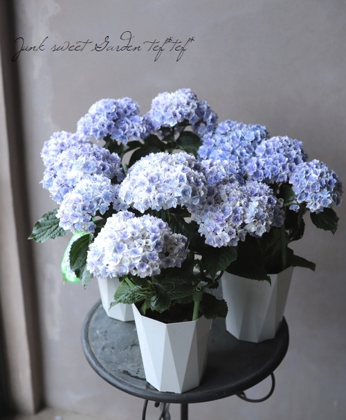 コンパクト星咲き紫陽花 ユーミー・エクスプレス 『プリンセス