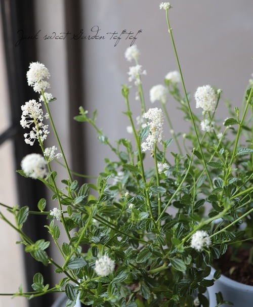 希少！セアノサス/カリフォルニアライラック『スノーフリューリー