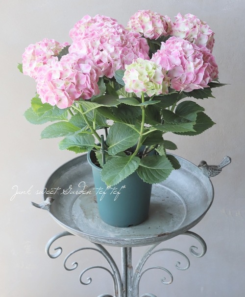 紫陽花 マジカルシリーズ 『マーブル』 ピンク | すべての商品