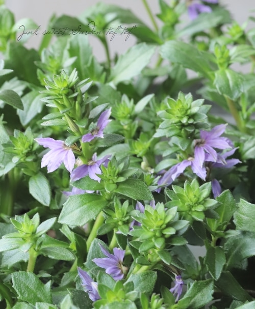 スカエボラ (スカボラ)・ウィンドファン 『ブルータッチ』 | すべての