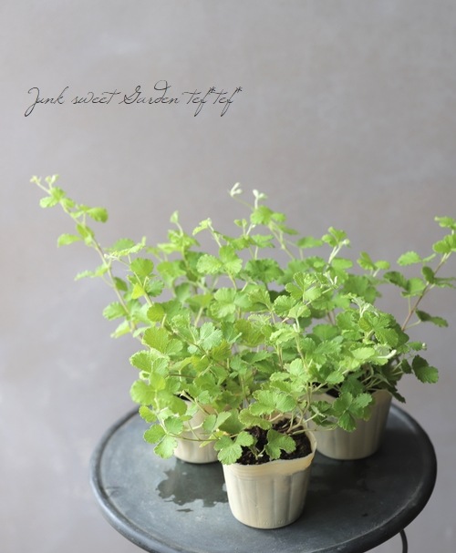 新種！ルブス 『ウェディングリーフ・ドレス』 | すべての商品