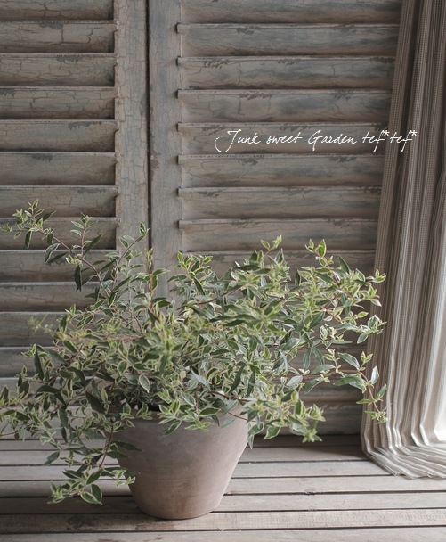 ���٥ꥢ���إ���ե��åƥ���