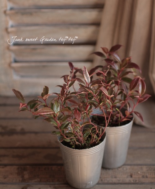 <i>Leucothoe axillaris</i><BR><BR>���������Υ���ʥ�ƥ�<BR>�إȥꥫ�顼��