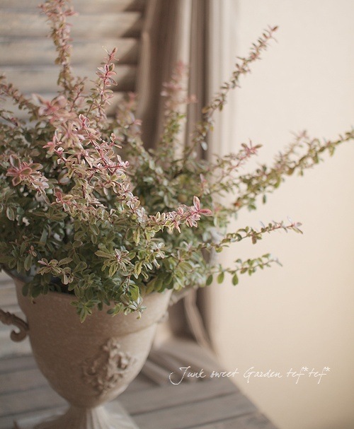 �ԥ饫�󥵡��إϡ��졼��������١�