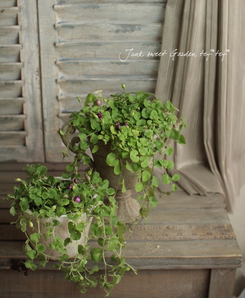 �إѡ��ץ륯���٥꡼��