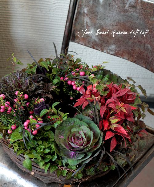 <i>Brassica</i><BR><BR>֡٤Ωơ<BR>å׺餭ղð<BR>֥å륷إ٥륵