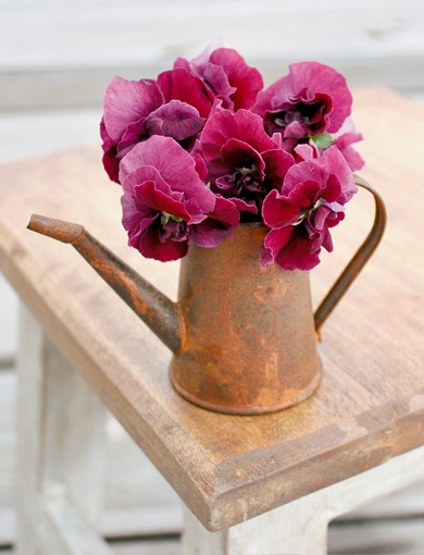 ビオラ410mm チェコ製1958年 中古 ビオラ ビオラ苗 4株 花付き抜群！ミニ株 - メルカリ