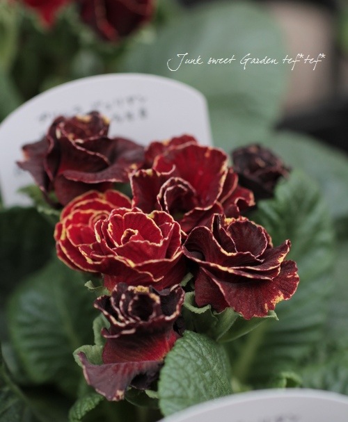 <i>Primula juriana hybrid</i><BR><BR>�ץ��顦�ϥ��֥�å�<BR>���֥�󥬿���