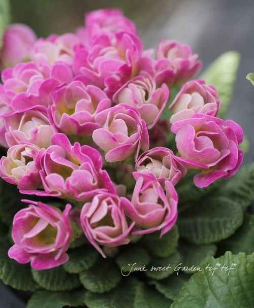 �ץ��顦�ϥ��֥�å�<BR>�إѥ��ƥ륫�顼��<BR>3.�ݥå�