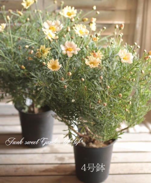 <i>Argyranthemum frutescens����Spring Bouquet��</i><BR><BR>���Ѥ�ꤹ��ޡ�����åȡ�<BR>�إ��ץ�󥰥֡�����