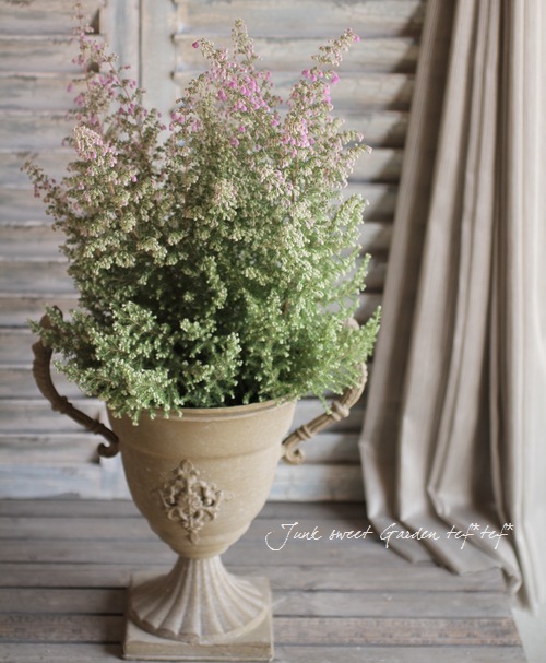 Erica <BR>chamissonis<BR><BR>���ꥫ �إ���ߥ��˥���