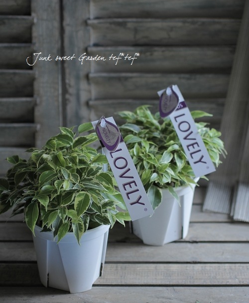 Ficus benjamina<BR><BR>����������ƥꥢ���꡼��<BR>�ơ��֥륵�����Υ٥󥸥�ߥ�<BR>�إ�֥꡼��