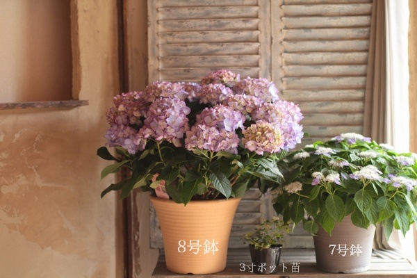 Aromantic様　hydrangea様セット　さぁやさま・:*+ Aromantic様 hydrangea様セット さぁやさま・:*+ Aromantic様