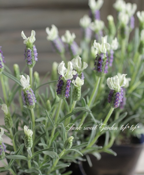 フレンチラベンダー リトルビー ブルー ホワイト すべての商品 Junk Sweet Garden Tef Tef