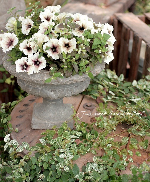 ペチュニア プレミアムコレクション カプチーノ すべての商品 Junk Sweet Garden Tef Tef