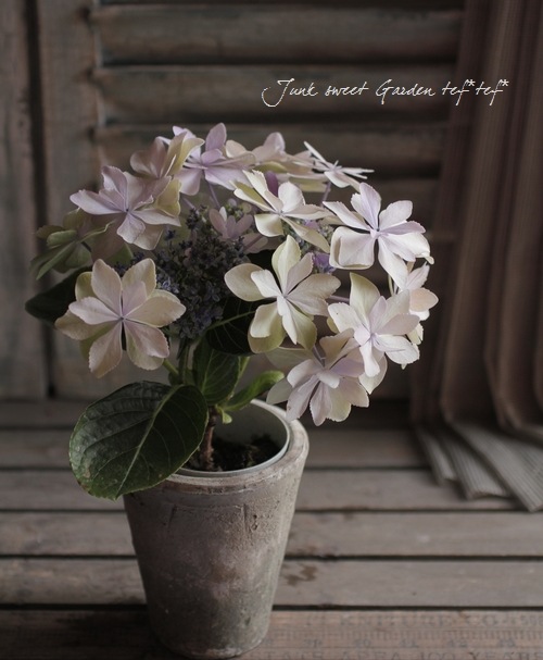 Hydrangea<BR><BR>寄せ植えにも＾＾<BR>色変わりする紫陽花<BR