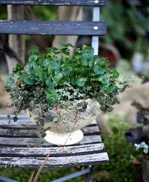 i>Viola hederacea<BR>”Australian violet”</i><BR>宿根ビオラ<BR ...