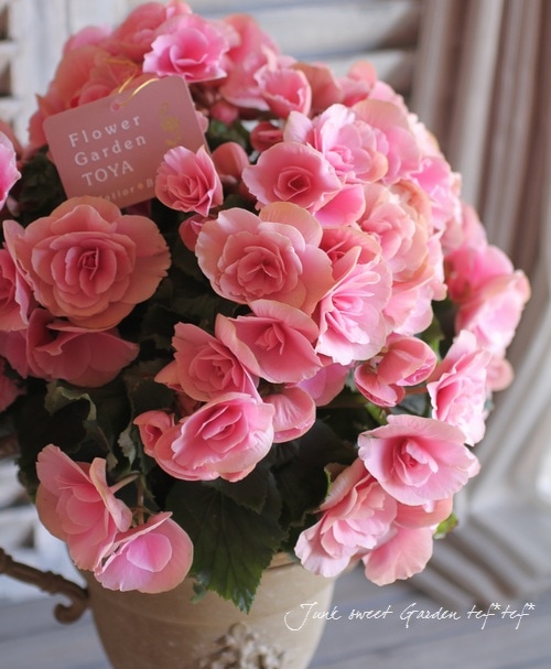 TVP様専用❣️ 特価❣️高級原種ベゴニア4点セット Begonia B