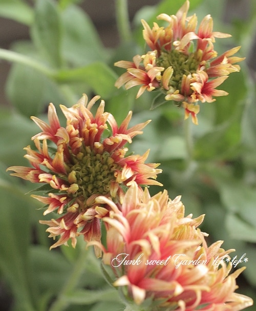 ガイラルディア・ガリア 『ピンクスパーク』 | すべての商品 | | Junk