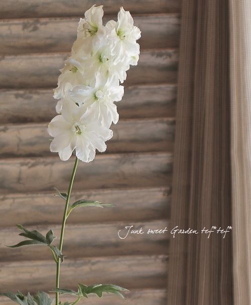 <i>Delphinium</i><BR><BR>�ǥ�ե��˥��ࡦ���֥�<BR>�إ��꡼��ĥ����ȡ�