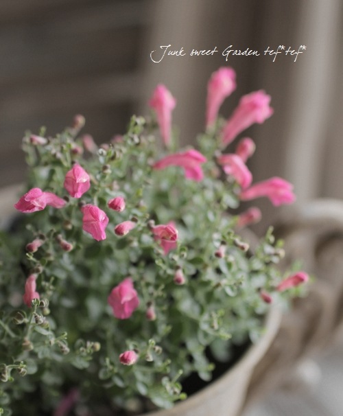 �����ƥ�ꥢ��Ωϲ�� ���إ����꡼�����륭��åס�