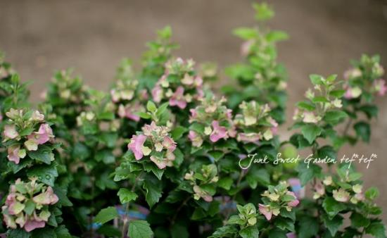 ホルムショルディア 『テッテンシス』 『チャイニーズハット