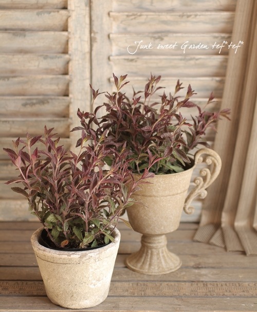 ƼդΥӥʥ󥷥إߥå֥롼١