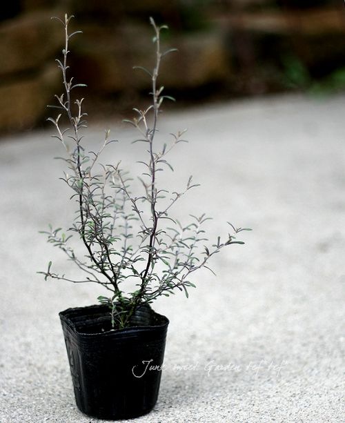 <i>Corokia cotoneaster </i><BR><BR>ȥͥ<BR>إ磻䡼