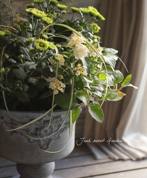 <i>Lantana camara</i><BR><BR>󥿥<BR>إ&ۥ磻ȡ