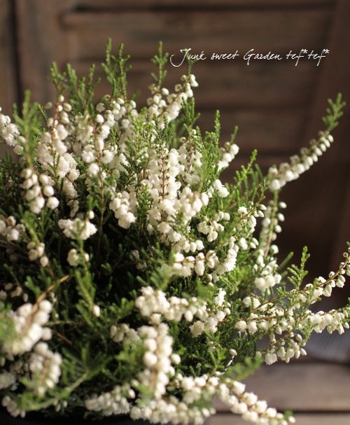 <i>Calluna vulgaris</i><BR><BR>Ȭź餭롼<BR>֥륬ꥹ<BR>MIXۥ磻ȡߥԥ󥯡