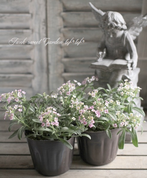 lycee アリシア・ハート　sp 楽天市場】アリシア・ハートの通販