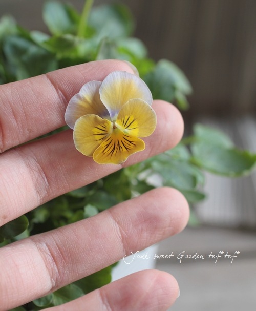 <i>Violawittrockiana </i><BR><BR>ӥ<BR>ߥ˥إϡȥ