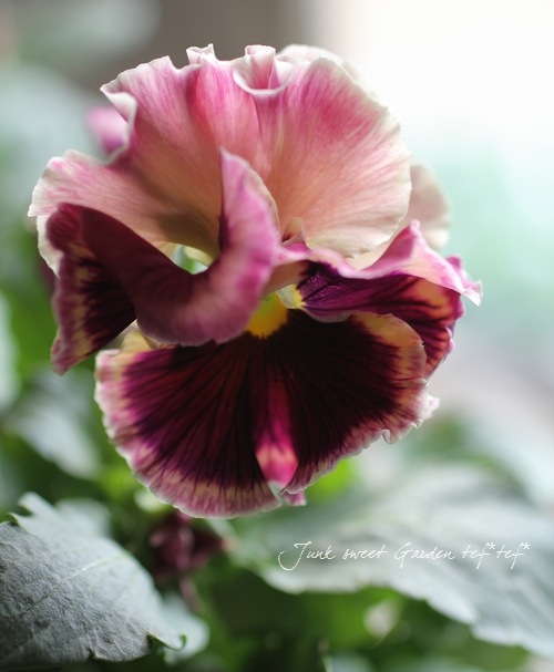 <i>Viola��wittrockiana </i><BR><BR>�ե��ѥ󥸡�<BR>�ե���<BR>�إȥꥫ�顼��������