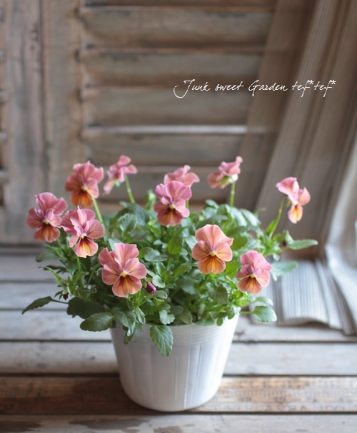 i>Viola×wittrockiana </i><BR><BR>ビオラ ビビシリーズ<BR>『マンゴー