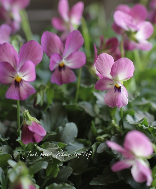 �ߤ�ȥӥ��顡�إҥ��»ΤΥ磻�󥰥饹��