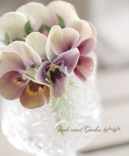 ߤȥӥ顦΢ʼMr.˥å