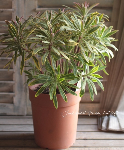 <i>Euphorbia x martinii</i><BR><BR>�桼�ե���ӥ�<BR>�إ�����ǥ�쥤��ܡ���