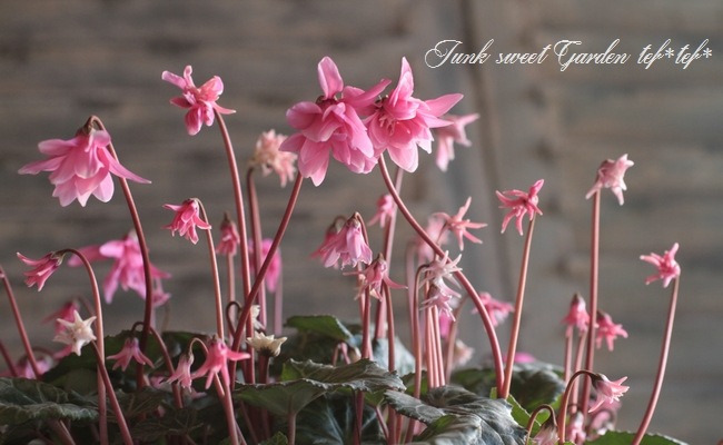 シクラメン 楽天市場】軽井沢育ちのガーデンシクラメン ジックス レッド 苗 9cm