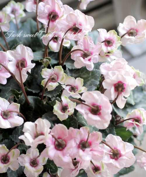 <i>Cyclamen persicum Mill</i><BR><BR>Ȭ�ź餭��������<BR>�褬���꡼��<BR>�إ��꡼��ƥ������