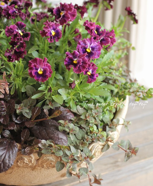 フリルパンジー フリズルシズル 『バーガンディ』 | すべての