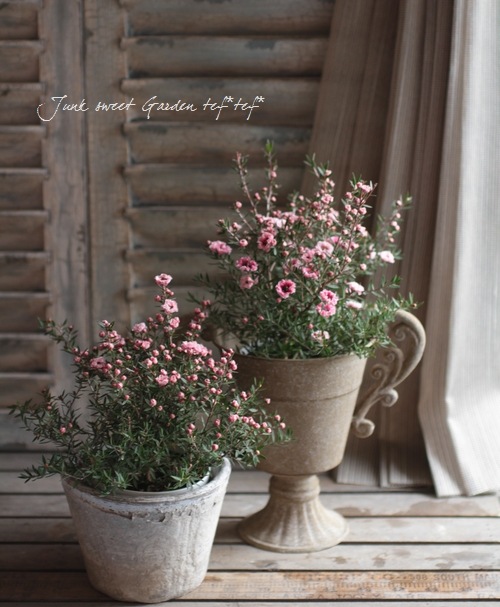 <i>Leptospermum scoparium</i><BR><BR>˶в<BR>Ȭź餭奦Х