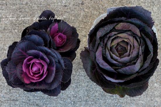 <i>Brassica</i><BR><BR>�������å׺餭�ղ�ð��<BR>�֥�å��륷����إ٥륵�����