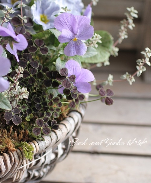 <i>Primula</i><BR><BR>�����Ѥ�롪�ץ���<BR>�إ֥롼�٥꡼�ѥ�åȡ�