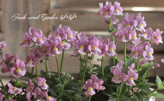 �͵��餭�����ɺ��ͥ᥷�����˥� �إԥ󥯥Х����顼��