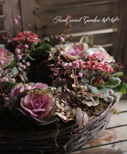 プリムラテ 園芸ネット本店｜プリムラ：デンティキュラータ ブルーセレクション3号