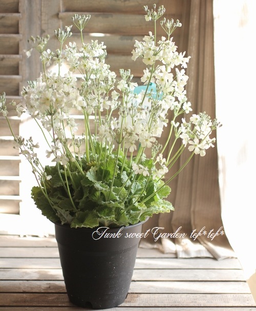 I Purimura Malacoides I Br Br プリムラ マラコイデス サクラソウ Br 世界初の花色 ウィンティ Br ライムグリーン すべての商品 Junk Sweet Garden Tef Tef